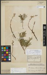 Foto von Salix repens subsp. rosmarinifolia (L.) Andersson